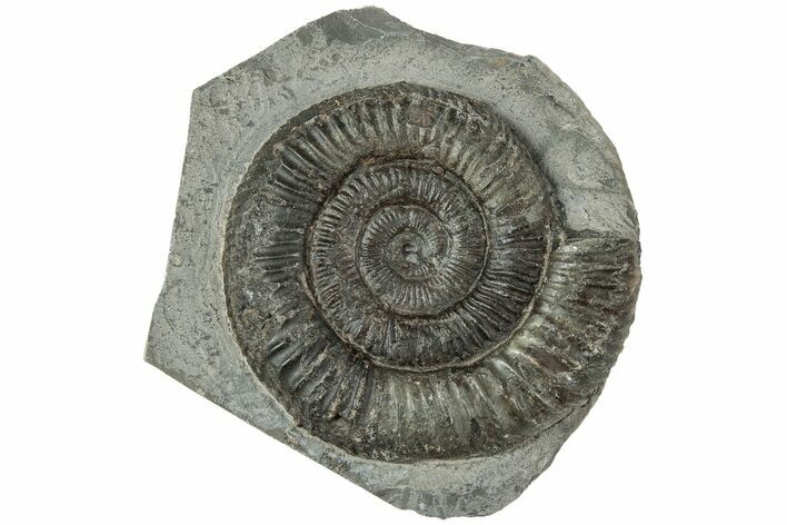 Ammonite (Dactylioceras) Fossil - England #223855